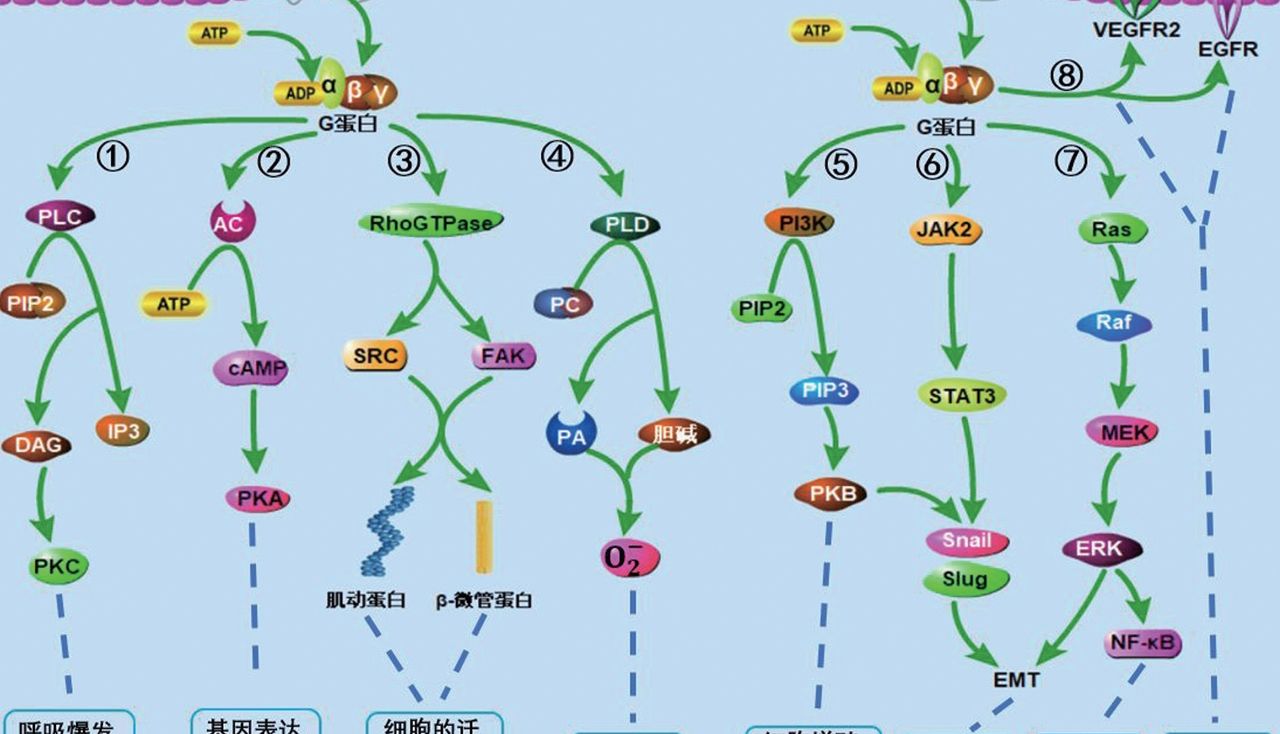 IL-8—炎症趋化核心因子全解析