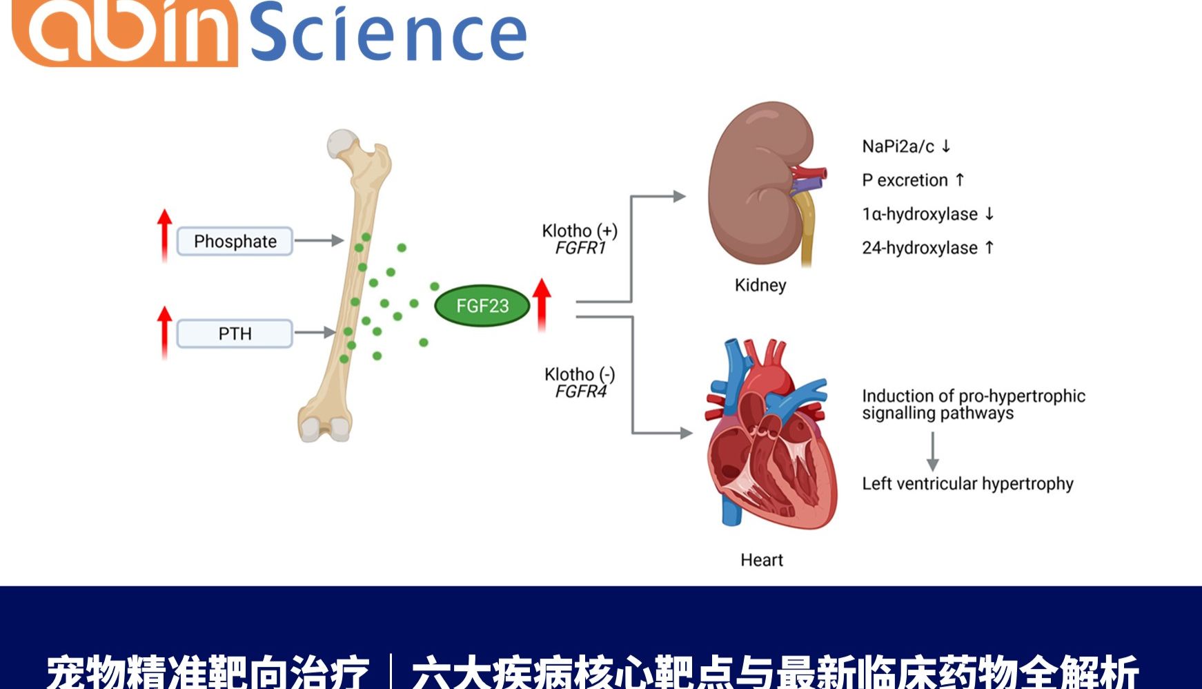 宠物精准靶向治疗｜六大疾病核心靶点与新临床药物全解析