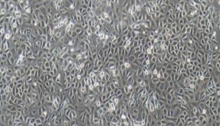 大鼠原代毛囊角质细胞