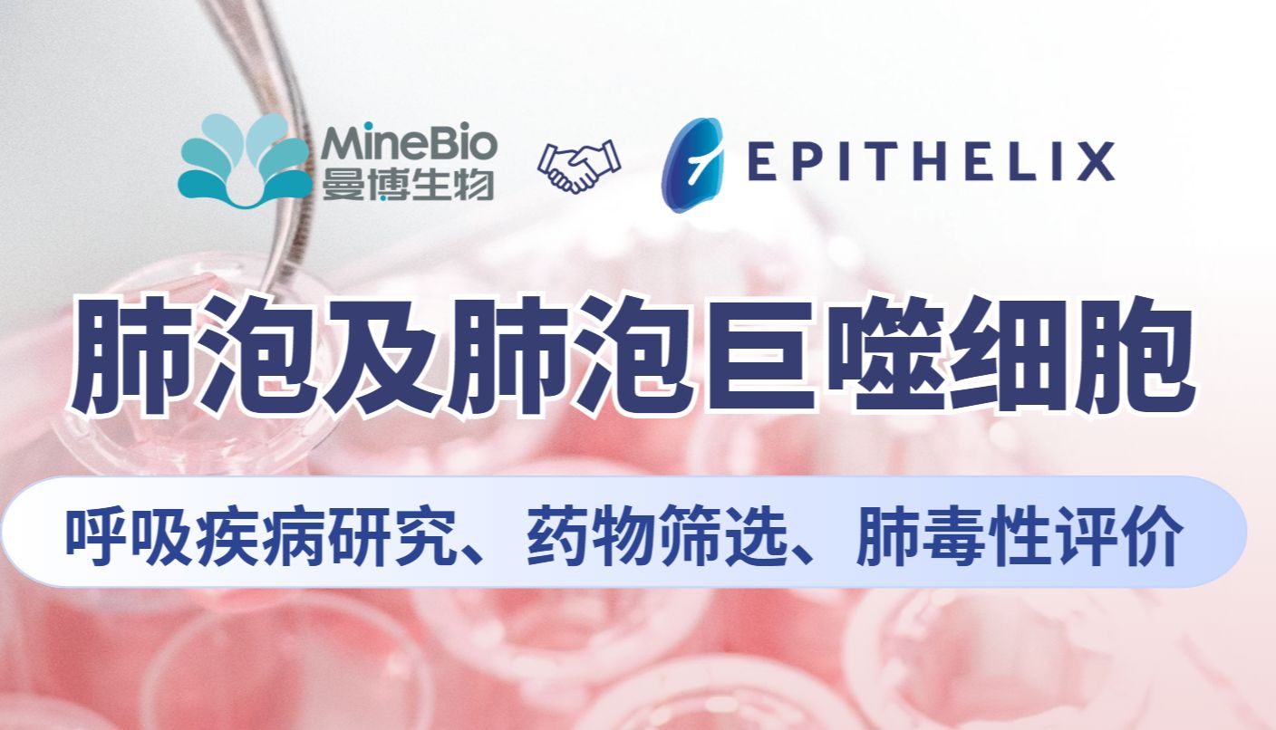 做呼吸系统研究，原代肺泡细胞怎么选？Epithelix肺泡上皮/巨噬细胞应用全指南