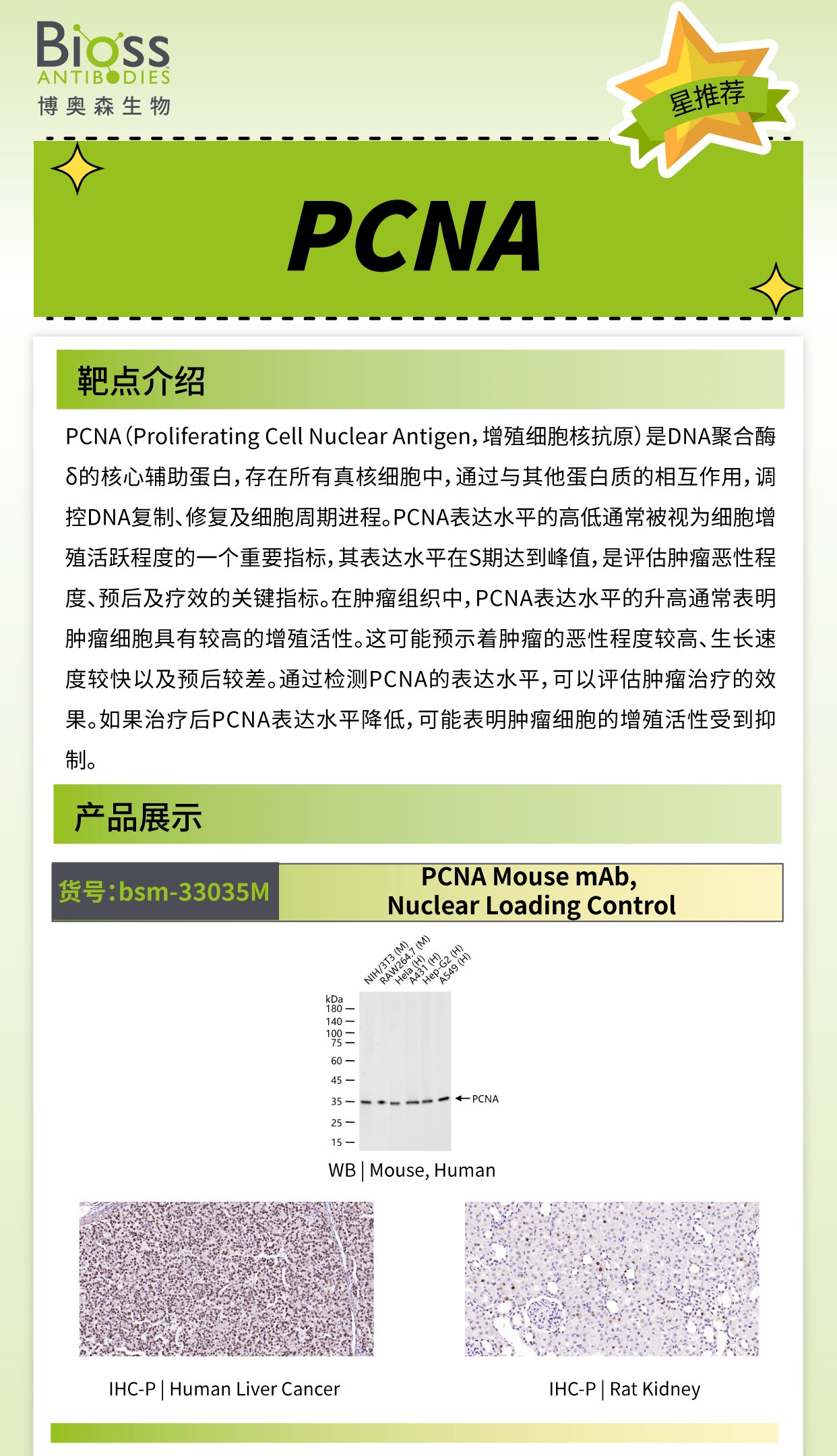 博奥森星推荐 | PCNA 抗体