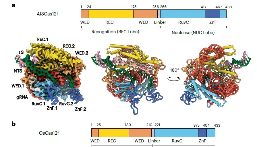 超越SpCas9？这款“迷你”CRISPR工具实现AAV高效递送，编辑效率大幅提升