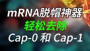 mRNA脱帽神器：mRNA Decapping Enzyme
