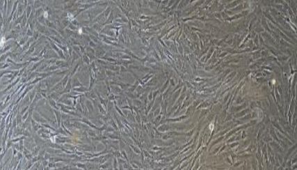 大鼠原代肌腱成纤维细胞技术参数