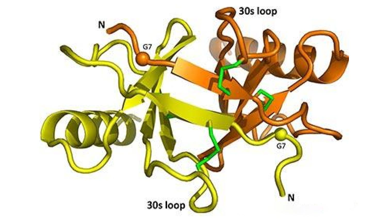 CCL17—免疫炎症核心趋化因子与精准检测