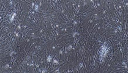 大鼠原代滑膜间充质干细胞技术参数