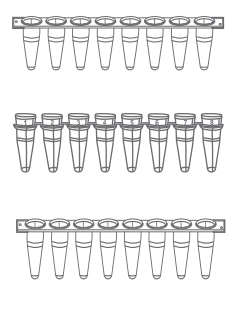 Bio-RadPCR仪 伯乐T100PCR适配国产八联排 