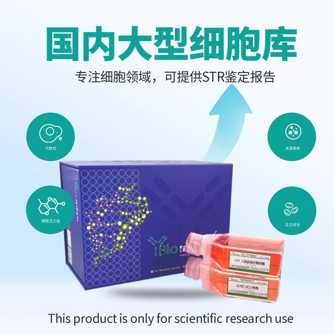 U-87MG/tmz细胞(人脑星形胶质母细胞耐替莫唑胺细胞)产品图