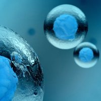 高纯植物囊泡（金银花）