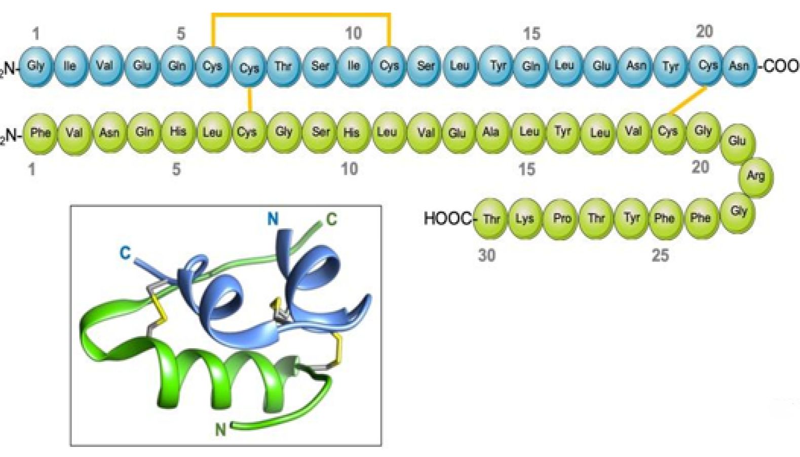代谢关键因子胰岛素—功能与定量研究