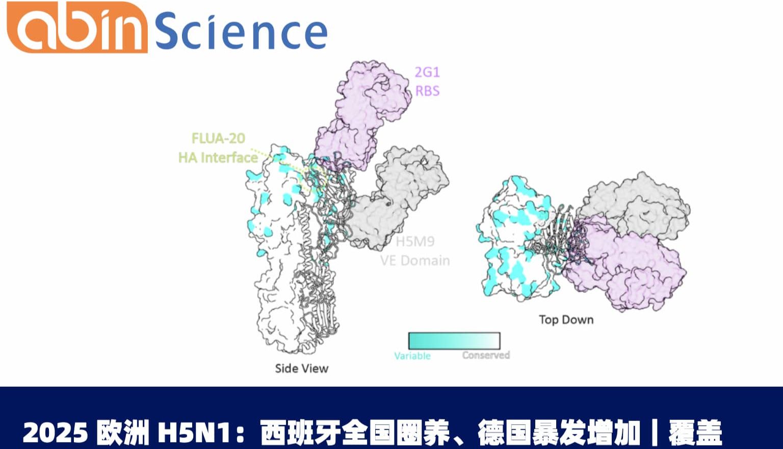 2025 欧洲 H5N1：西班牙全国圈养、德国暴发增加｜覆盖 2.3.4.4b 与 PB2-E627K 的抗原与抗体方案可选