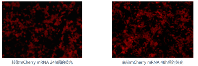 “工具mRNA采购指南：别瞎买，线性环状各有绝活”