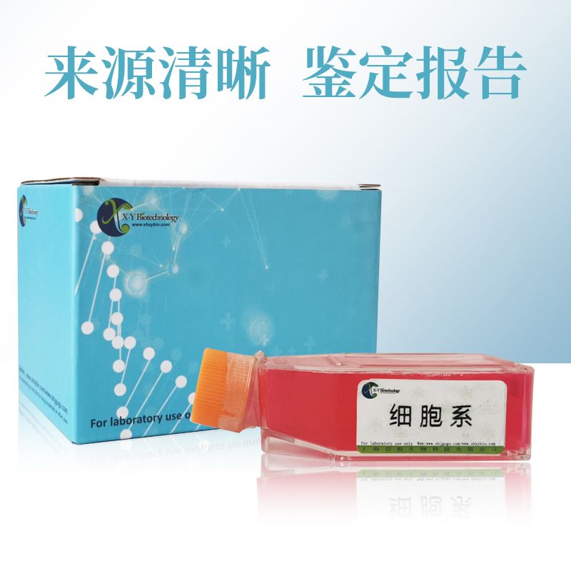 WM-266-4/LUC(人黑素瘤细胞-荧光素酶)