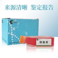 U-937-LUC细胞（人组织细胞淋巴瘤细胞-荧光素酶标记）