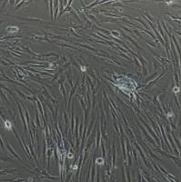 小鼠主动脉内皮细胞-永生化