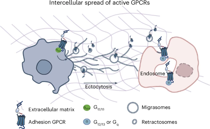 BMG LABTECH多功能酶标仪文献分享,华中科技大学科研团队发表在Nature Chemical Biology “Adhesion GPCR-induced ectocytosis mediates intercellular GPCR signal propagation”