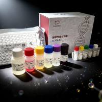 斑马鱼(Zebrafish)白细胞介素17(IL-17)ELISA检测试剂盒