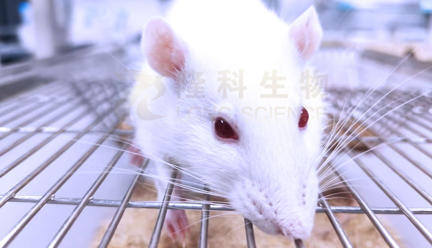 小鼠腹腔感染模型实验研究