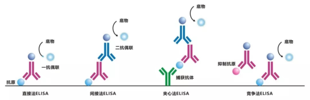 【每日皆可乐】常见细胞因子检测方法全解析