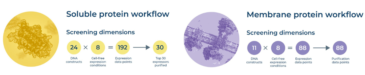eProtein Discovery无细胞系统蛋白筛选工作流程
