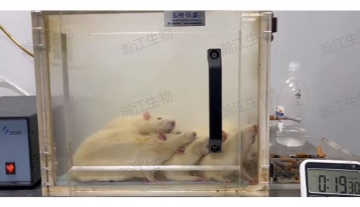慢阻肺（COPD）大鼠模型构建全攻略：从动物选择到模型验证