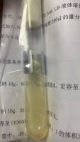 铜绿假单胞菌(绿脓杆菌)