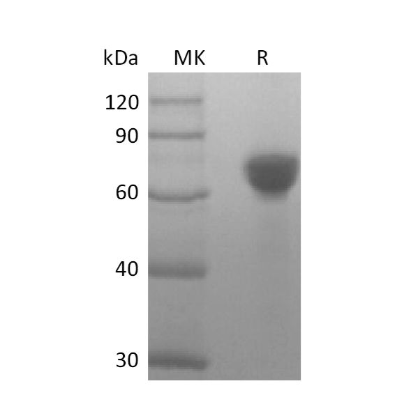 Recombinant Human TROP-2 (248AA, C-Fc)