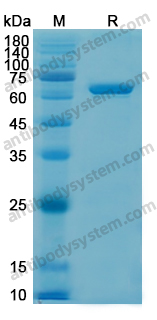 佰乐博生物蛋白抗体------Recombinant Human AIFM1/AIF Protein, N-His重组人AIFM1/AIF蛋白（N-His）｜科研实验优选蛋白抗体