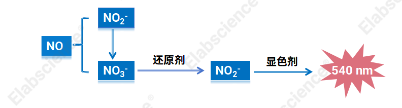 Elabscience|一氧化氮检测家族两大新品登场，五大方案全覆盖