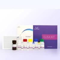 牛髓鞘碱性蛋白(MBP)酶联免疫吸附检测试剂盒【Cattle MBP(Myelin Basic Protein) ELISA Kit】