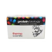 Thermo/赛默飞 26616/26617 预染蛋白Ladder(10-180kDa)