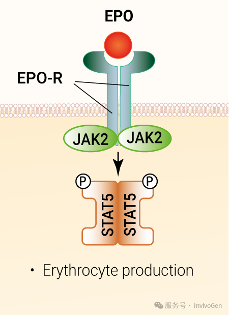 EPO信號通路