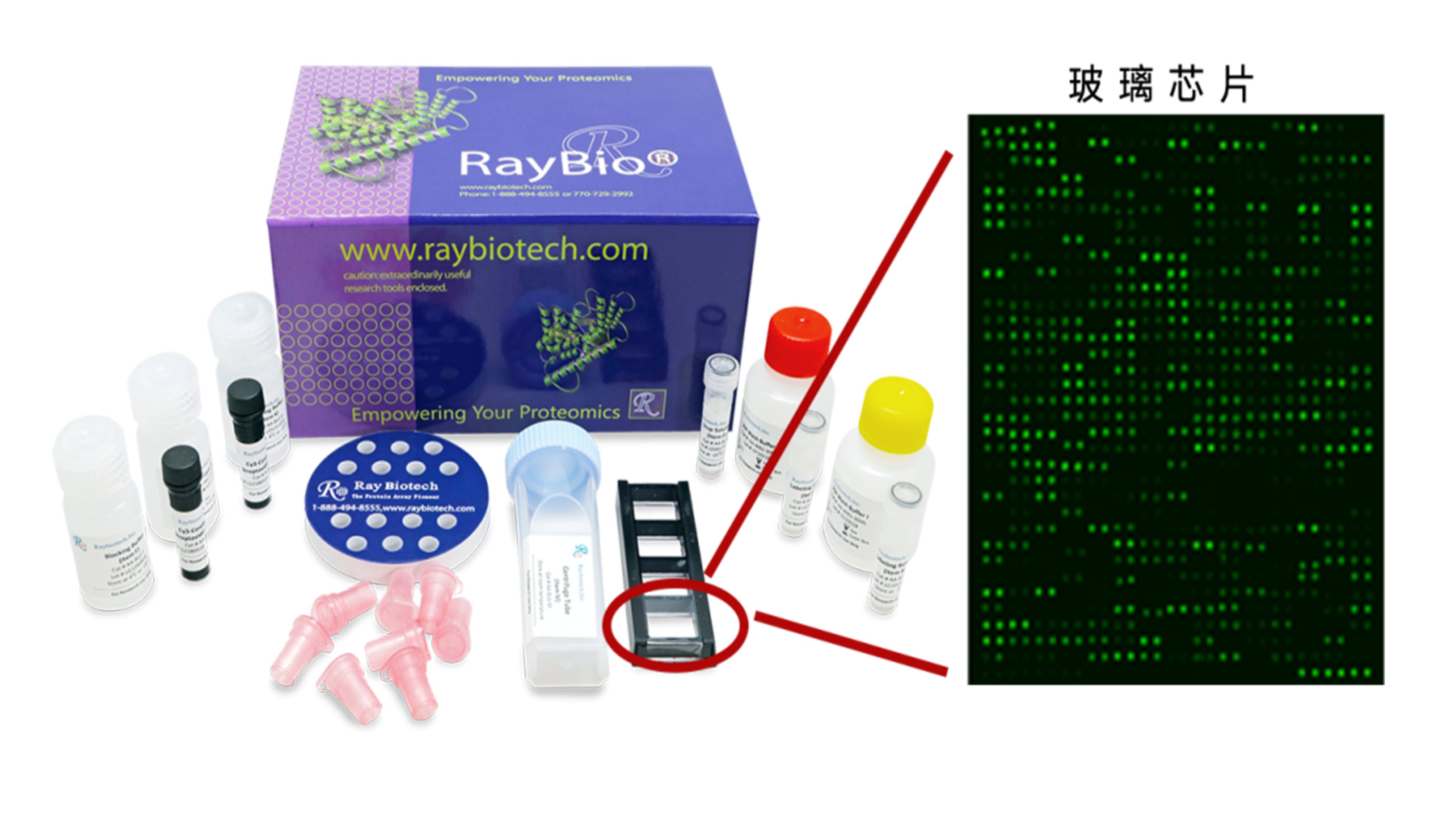 抗体芯片技术解码肿瘤微环境：如何发现治疗耐药的关键细胞因子网络