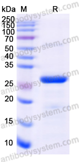 佰乐博生物蛋白抗体------Recombinant Human DDAH2 Protein, N-His重组人DDAH2蛋白（N-His）｜科研实验优选蛋白抗体