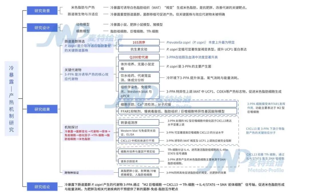 客户案例 | Cell Metabolism：来自肠道菌群的燃脂代谢物——3-PPA：点燃身体“抗寒+燃脂”双重信号