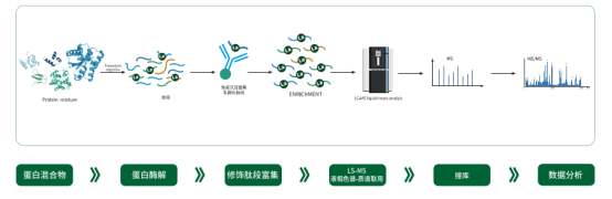 服务介绍乳酸化修饰定量蛋白组学：拓展蛋白质修饰研究新边界