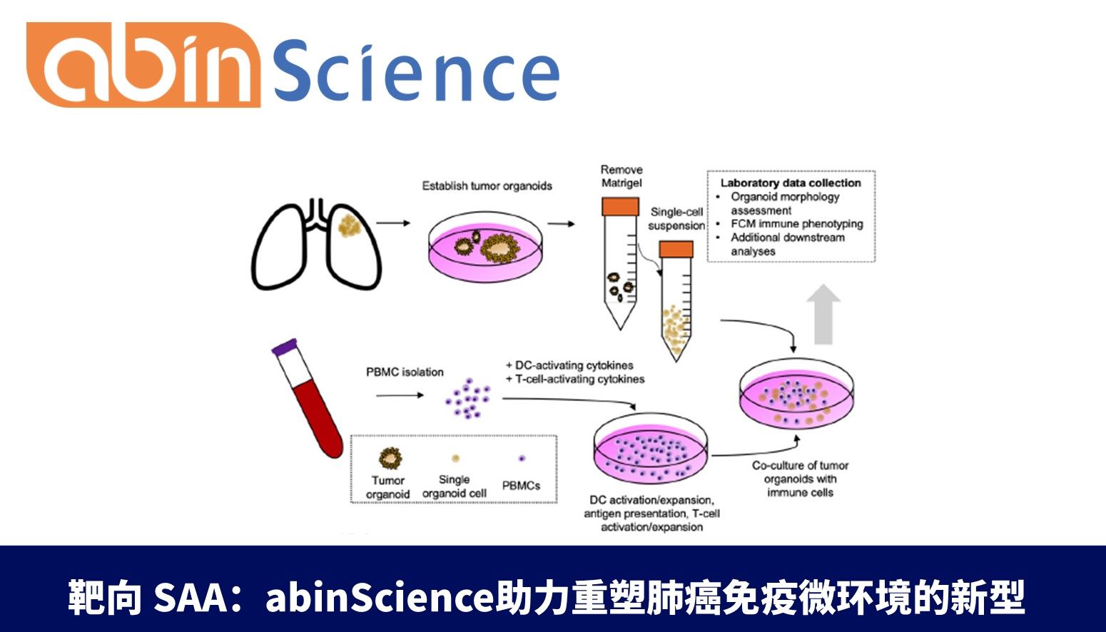 靶向 SAA：abinScience助力重塑肺癌免疫微环境的新型免疫治疗策略