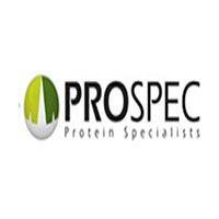 Mouse Anti Human Small Glutamine-Rich Tetratricopeptide Repeat-Containing Protein Alpha