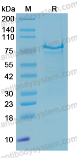 佰乐博生物蛋白抗体------Recombinant Human EFEMP2 Protein, N-His重组人EFEMP2蛋白（N-His）｜科研实验优选蛋白抗体