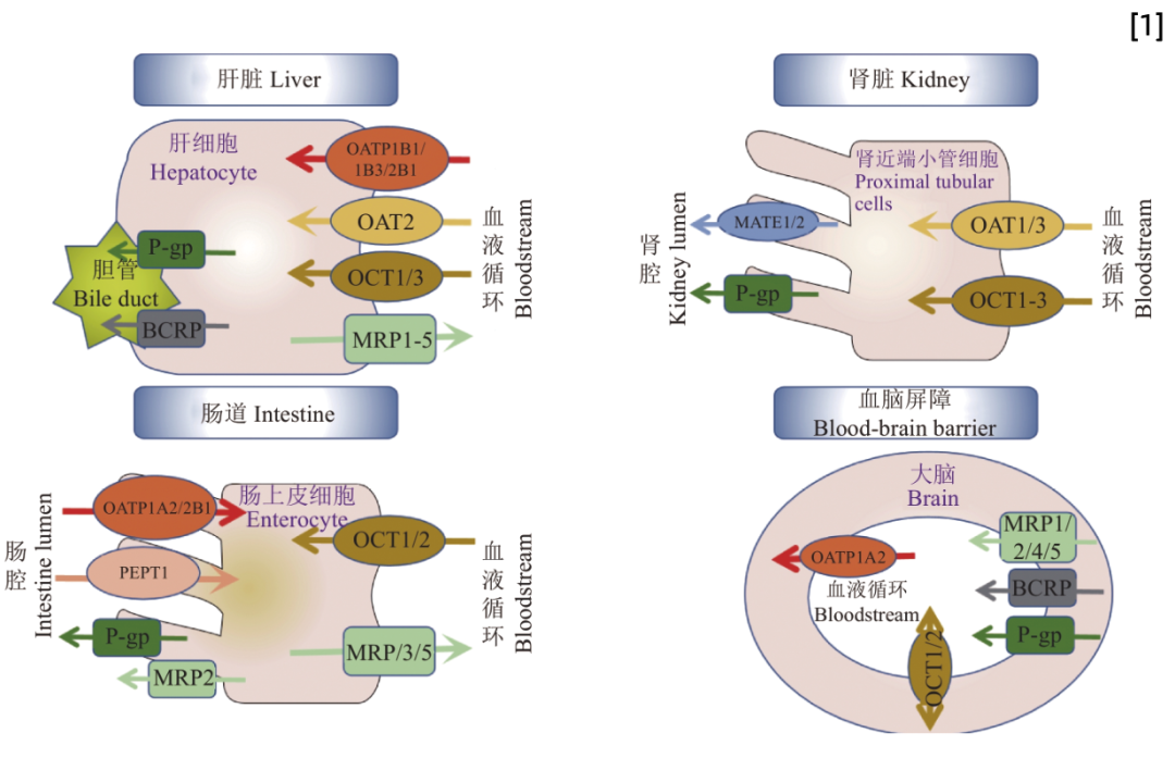 SLC转运体系列（二）即用型“人OCT2转运体细胞”全新亮相