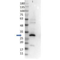 Anti-RFP (GOAT) Antibody - 200-101-379S