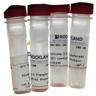 Anti-RFP (RABBIT) Antibody Min X Hu Ms and Rt Serum Proteins - 600-401-379S产品图