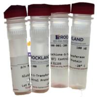 Anti-RFP (RABBIT) Antibody Min X Hu Ms and Rt Serum Proteins - 600-401-379S