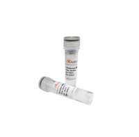 Anti-CHIKV Spike glycoprotein E2 Antibody (5F10), 抗CHIKVSpike glycoprotein E2抗体 (5F10)