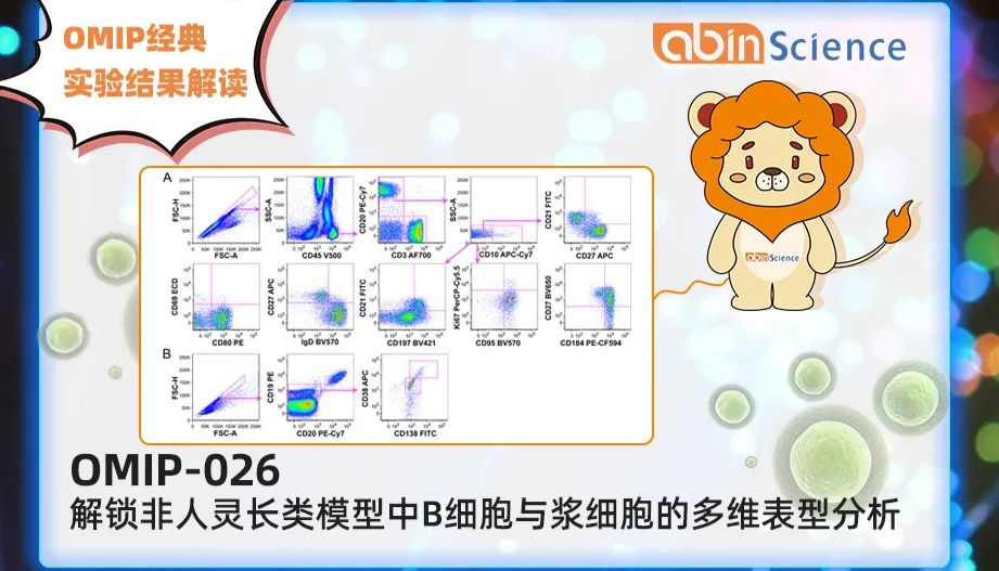 OMIP-026：解锁非人灵长类模型中B细胞与浆细胞的多维表型分析