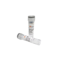 Anti-Dengue and Zika virus EDE1 Antibody (EDE1C10), 抗Dengueand Zika virus EDE1抗体 (EDE1C10)
