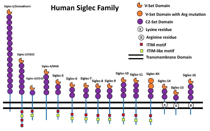 人类Siglec家族受体结构示意图