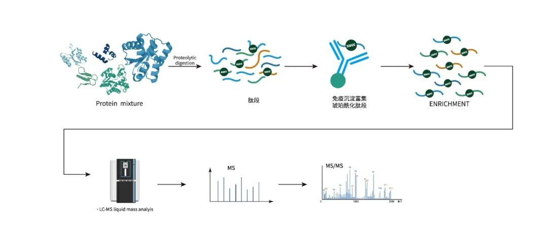 服务介绍 I 聚焦琥珀酰化修饰定量蛋白组学：为生物研究赋能，开拓医学新径！