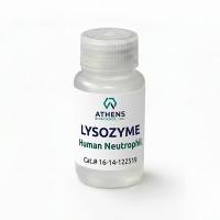 纤溶酶（Lysozyme）