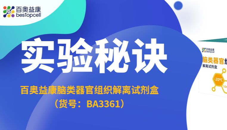 实验秘诀 | 百奥益康脑类器官组织解离试剂盒（BA3361）：解锁单细胞研究新高度